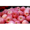 今日山东红富士苹果价格山东膜袋苹果价格