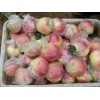 山东万亩红富士苹果大量批发供应