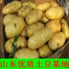 山东冷库土豆洋葱蒜薹大量供应