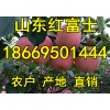 红富士苹果6毛大量批发 山东产地直销 保质保量
