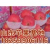 １８２５３９０６１１６红富士苹果批发价格