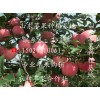 紧急出售产地红富士苹果 保证苹果质量