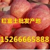 15266665888大量供应冷库红富士苹果 产地直销