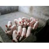 批发苗猪多少钱一斤山东仔猪价格15863876687