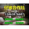 15863876687仔猪三元仔猪批发多少钱一斤