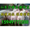 15949772200山东仔猪常年供应今日仔猪价格