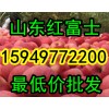 山东冷库红富士苹果供应15949772200