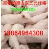 山东仔猪出售13864964308