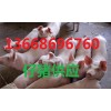 13668696760小猪苗最新批发价格山东仔猪销售