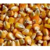 常年大量收购玉米、碎米、大豆、高粱等