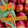 山东优质油桃大量批发价格