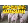 13561923622仔猪价格山东仔猪销售仔猪批发