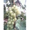 河北饶阳葡萄种植基地正在出售温室大棚葡萄