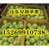 山东早熟青苹果藤木辽付苹果价格