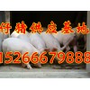 山东猪场出售仔猪免费送猪到家