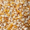 新玉米收购价 现金求购玉米 高粱 大豆 棉粕 荞麦碎米菜饼