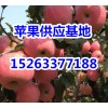 山东苹果产区 基地直销 价格合理