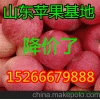 库位到期冷库红富士苹果低价处理
