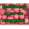 冷库红富士苹果清库处理15263377188