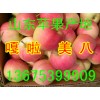 优质苹果产地 山东美八嘎啦销售主产地