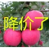 最新美国八号苹果产地行情