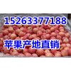 苹果产地批发山东苹果供应价格