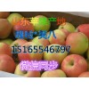 15165546797苹果批发价格*美八苹果低价出售
