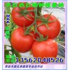 山东莘县九月以色列大红西红柿大量上市，产地直销