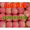 金日红将军 红星苹果产地批发价格