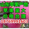 山东红星★红将军苹果大量上市供应价格便宜