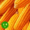 玉米收购公司 惠侬大量求购玉米高粱大豆棉粕菜饼荞麦油糠豆粕