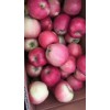山东苹果价格红富士苹果大量上市