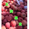 山东苹果产地红富士苹果价格
