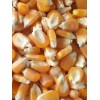 哪里收购玉米价格高 惠侬大量求购玉米 荞麦高粱菜饼碎米大豆
