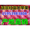 15953983808供应红富士苹果价格