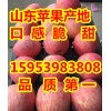 15953983808红富士苹果批发