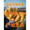山东大姜批发 面姜姜种批发价格