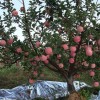 临沂兴旺苗木繁育合作社供应烟富8苹果苗