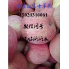 山东红富士苹果供应批发价格15020310061