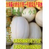 山东东方蜜一号甜瓜大掉价