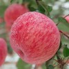 山东苹果批发最低价格 红富士苹果产地价格