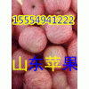 １５５５４９４１２２２山东红富士苹果产地直销批发多少钱一斤