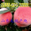 １５５５４９４１２２２山东毛桃批发价格