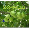 15554941222山东藤木苹果批发价格早熟苹果批发多少钱