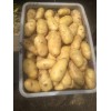 山东土豆产地荷兰十五土豆价格