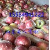 １５５５４９４１２２２山东美八苹果多少钱一斤