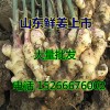 山东省近日生姜价格行情哪里价格便宜