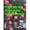 山东省苹果价格行情哪里价格便宜