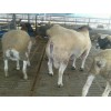 繁殖双胎双羔大母羊杜泊杜寒澳寒杂交澳洲白头胎怀孕种羊