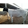 供应山东哪里有大型杜泊绵羊养殖场纯种杜泊绵羊种公羊价格
